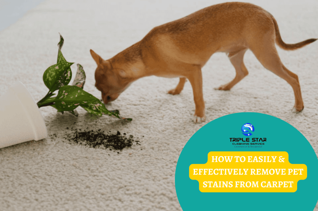 how-to-get-pet-stain-out-of-carpet-triple-star-commercial-cleaning