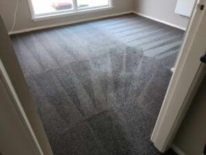 Freshly cleaned carpet with defined cleaning lines in a bright, empty room.